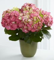 The FTD Pink Hydrangea Planter