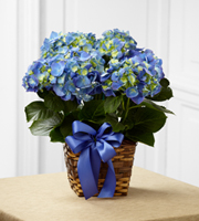 The FTD Blue Hydrangea Planter