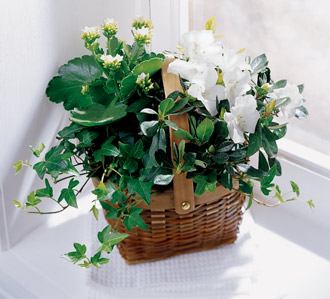 The FTD White Assortment Basket