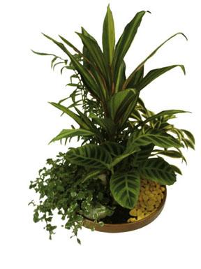 Arrangement of Plants