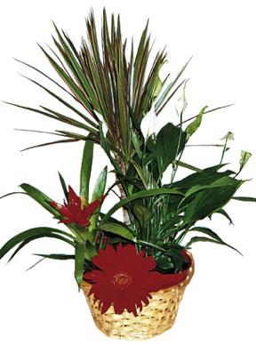 Arrangement of Plants