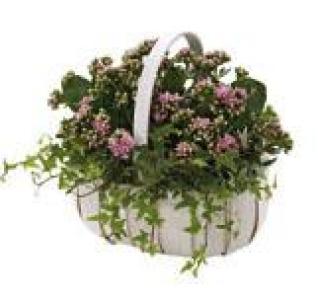 Kalanchoe Basket