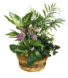 The FTD French Garden