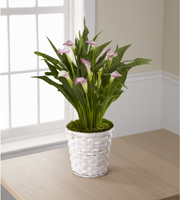The FTD Calla Lily Planter