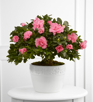 The FTD Vibrant Sympathy Planter
