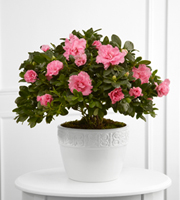 The FTD Vibrant Sympathy Planter