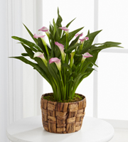 The FTD Calla Lily Planter