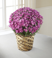 The FTD Devotion Pink Mum