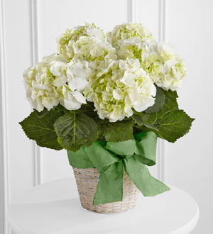 The FTD White Hydrangea Planter
