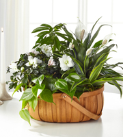 The FTD Serene Dishgarden