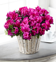 The FTD Fuchsia Azalea Plant