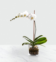 The FTD White Orchid Planter