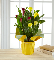 Color Inspirations Calla Lily - GOOD