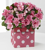 Polka Dot Perfection Azalea Plant