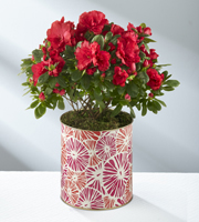 About Bloomin' Time Spring Azalea - BETTER