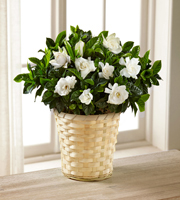 Nothing But Love Mother's Day Gardenia- Good