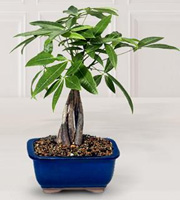 Fulfilling Fortune Money Tree