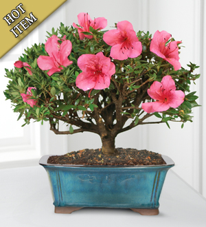 Blooming Azalea Bonsai - 8 inch
