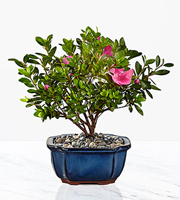 Blooming Azalea Bonsai - 8 inch