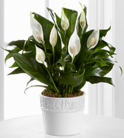 Calming Grace Peace Lily Plant - 4.5-inch diameter