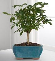 Dwarf Hawaiian Umbrella Tree Bonsai - Good
