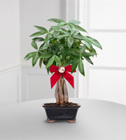 Peace & Prosperity Braided Money Tree