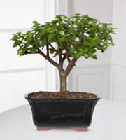 Dwarf Jade Bonsai - Good