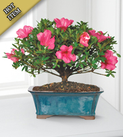 Azalea Bonsai - 10-inch