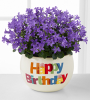 Happy Birthday Blast Campanula Plant