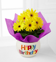 Happy Birthday Brights Gerbera Daisy Plant