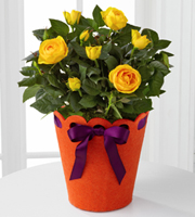 Celebration Starter Birthday Mini Rose Plant