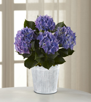 The FTD Vintage Beauty Hydrangea Plant by Better Homes and Gardens
