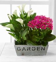 The FTD Sunlit Simplicity Dishgarden by Better Homes and Gardens - Good