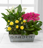 The FTD Sunlit Simplicity Dishgarden by Better Homes and Gardens - Better