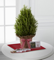 The FTD Rosemary Tree with Recipe Cards by Better Homes and Gardens