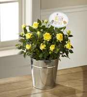 The FTD Precious Baby Mini Rose by Hallmark