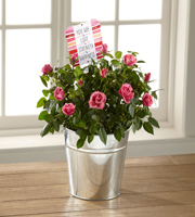 The FTD You Are My Love Mini Rose by Hallmark