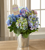 The FTD Have Fun, Laugh Lots Hydrangea Plant by Hallmark