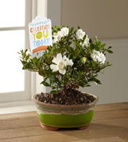 The FTD Celebrate You Gardenia Bonsai by Hallmark
