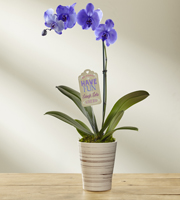 The FTD Live Big Mother's Day Orchid by Hallmark