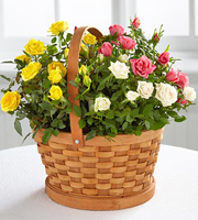 The Better Homes and Gardens Rose Garden Basket