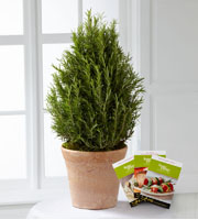 The FTD Rosemary Riches Tree by Better Homes and Gardens
