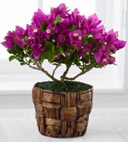 The FTD Flowering Fuchsia Bougainvillea Plant by Better Homes and Gardens- 4.5-inch