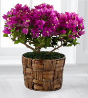 The FTD Flowering Fuchsia Bougainvillea Plant by Better Homes and Gardens - 6-inch