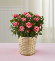 Just for Mom Mothers Day Mini Rose