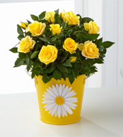 Sunshine Spirit Mini Rose - 4.5-inch