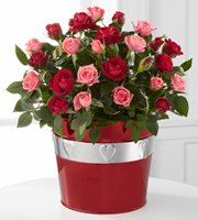 Lots of Love Valentine's Day Mini Rose